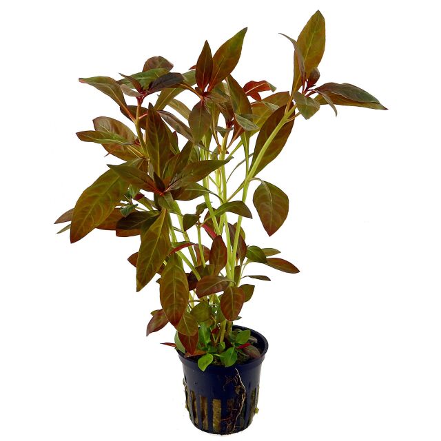 Ludwigia glandulosa - Pot