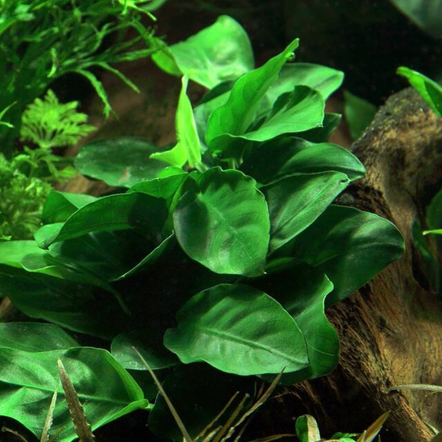 Anubias barteri var. nana