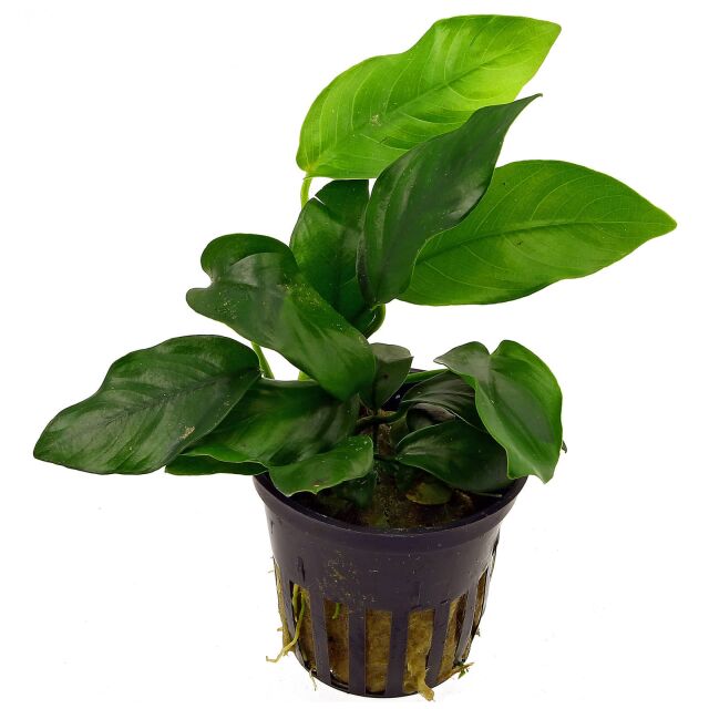 Anubias barteri var. nana - Pot