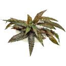 Cryptocoryne wendtii Tropica