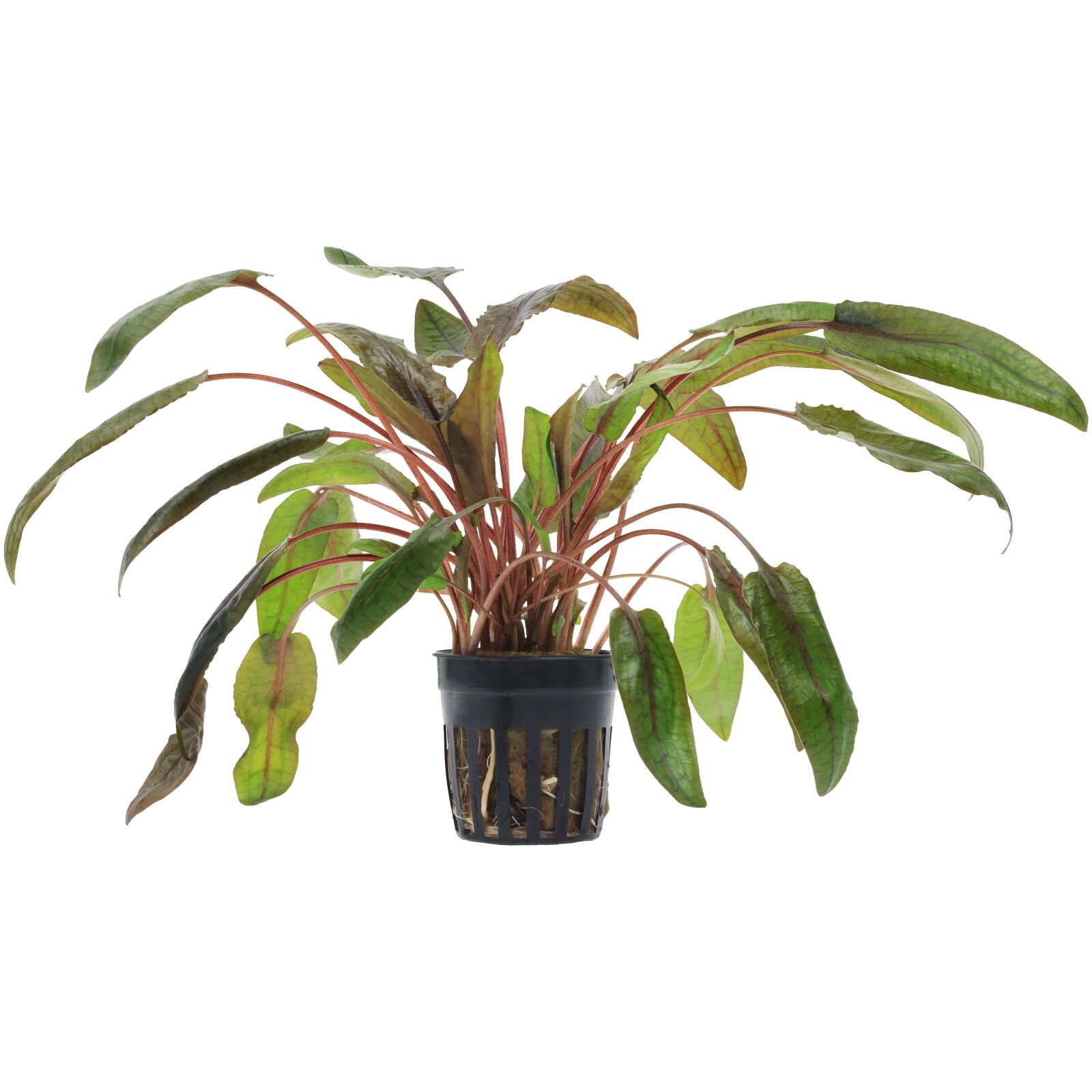 Cryptocoryne grabowskii \