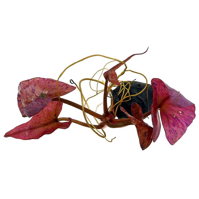 Nymphaea lotus 'Red'