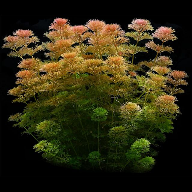 Limnophila sessiliflora