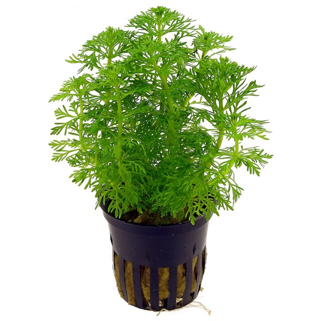 Limnophila sessiliflora - Pot