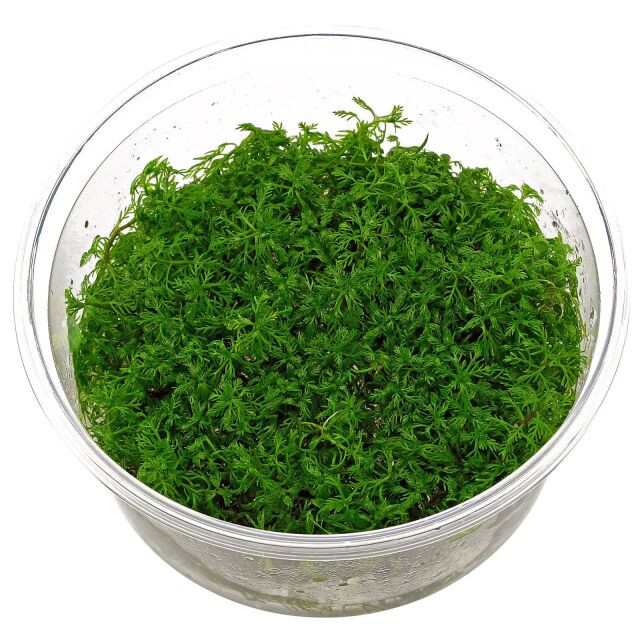 Myriophyllum mattogrossense - in Vitro XL