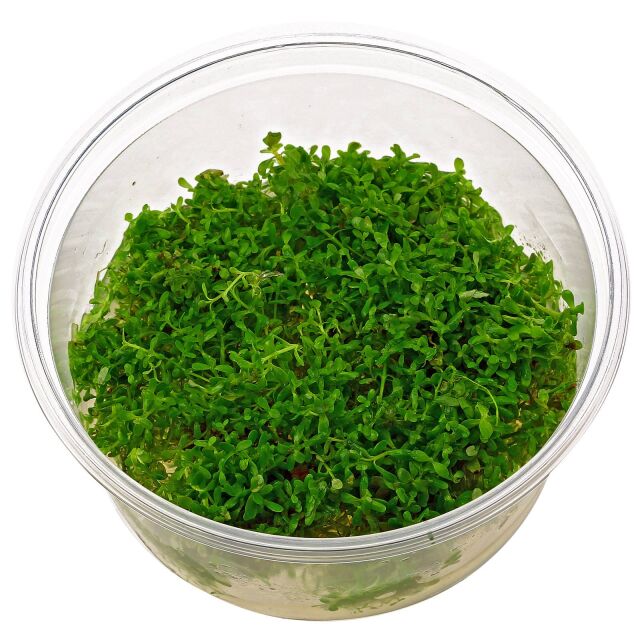 Rotala rotundifolia