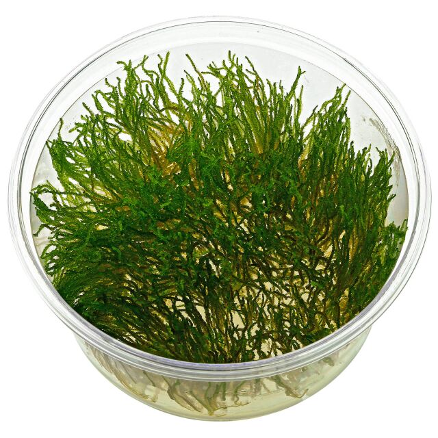 Taxiphyllum sp. &quot;Flame Moss&quot; - in Vitro XL