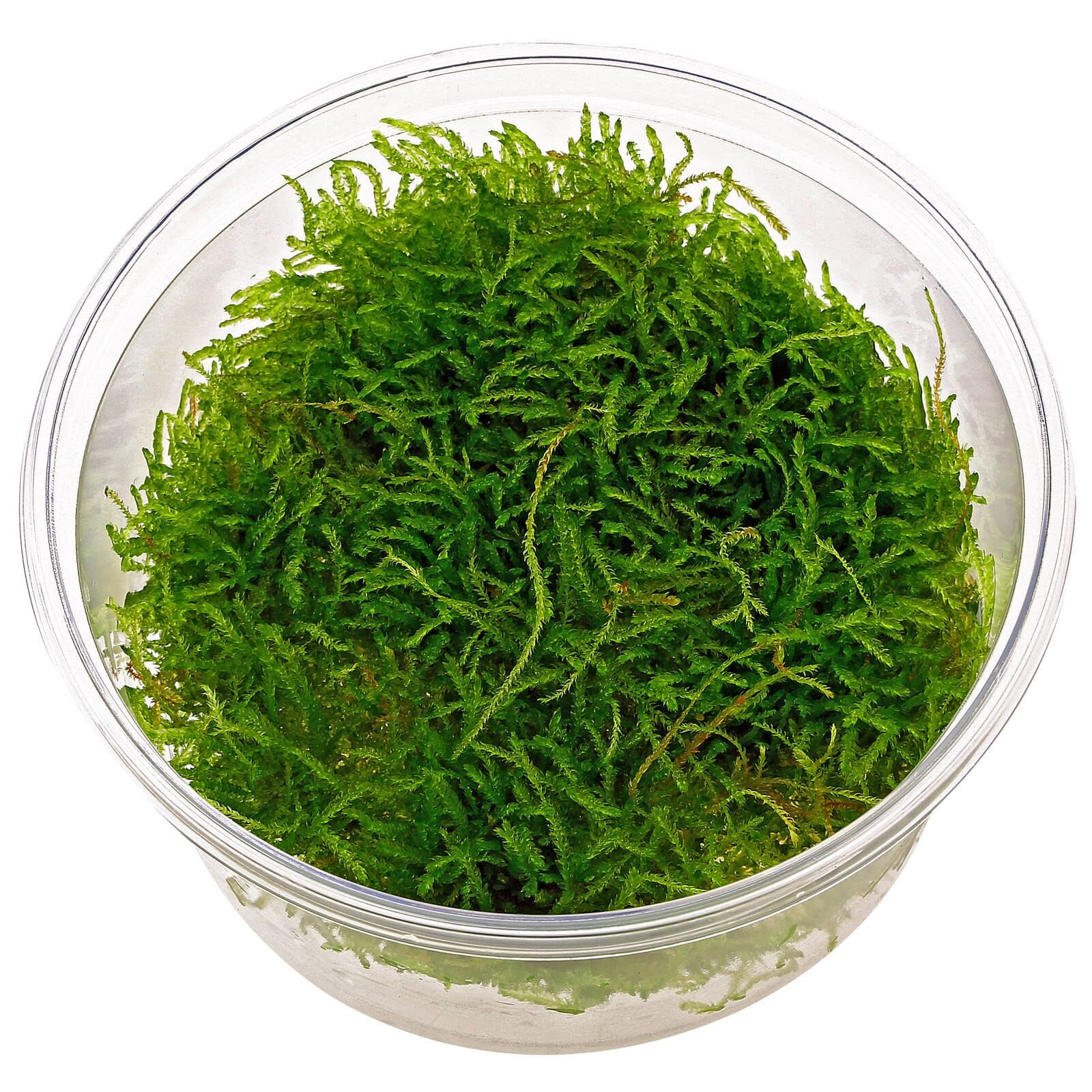 Taxiphyllum barbieri "Java moss"