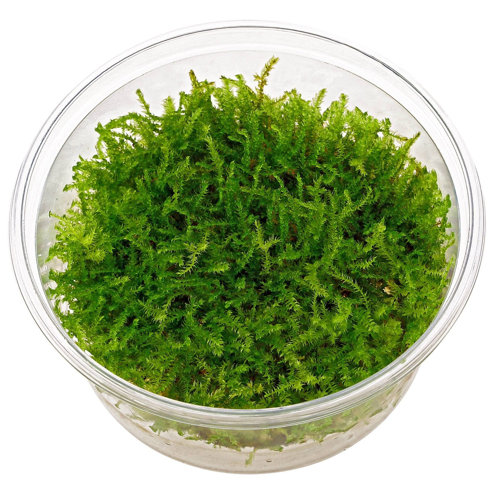 Vesicularia Christmas Moss