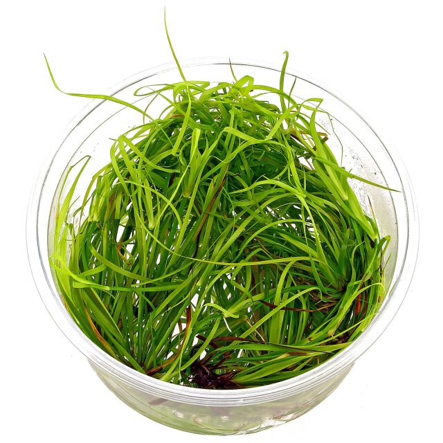 Juncus repens