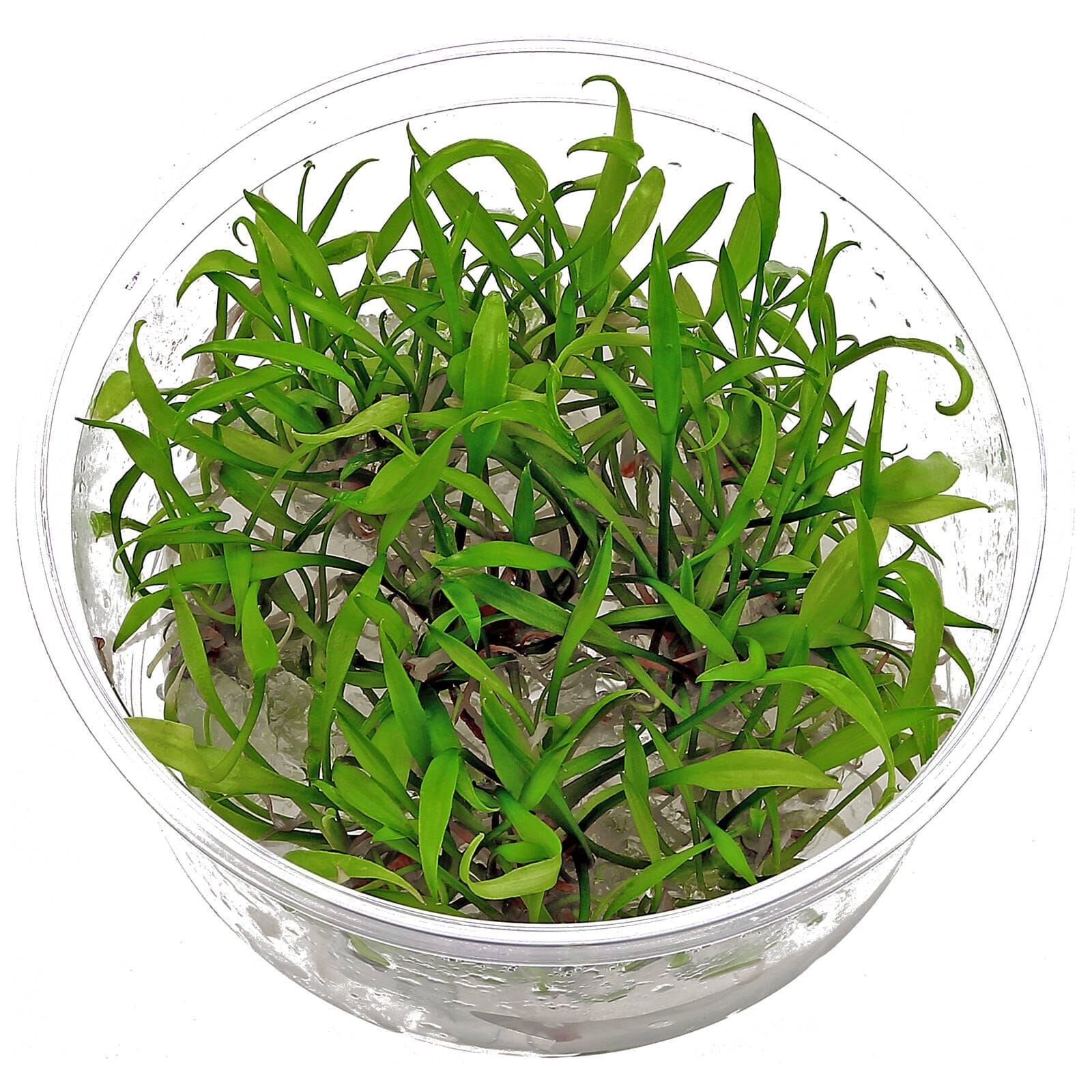 Cryptocoryne parva