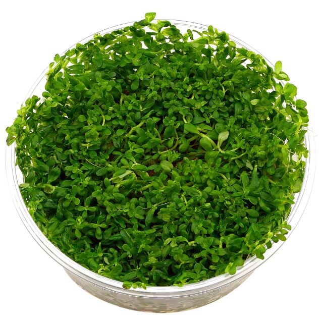 Rotala rotundifolia &quot;Green&quot; - in Vitro XL