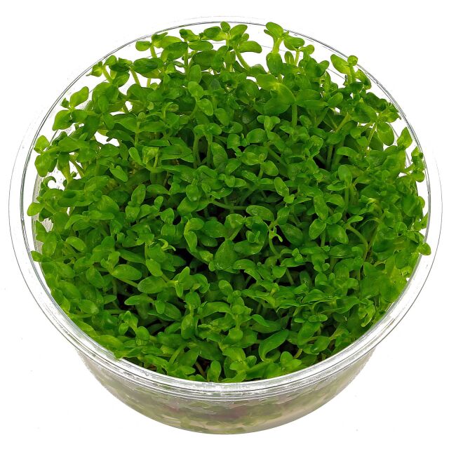 Bacopa australis - in Vitro XL