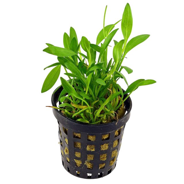 Helanthium tenellum "Green"