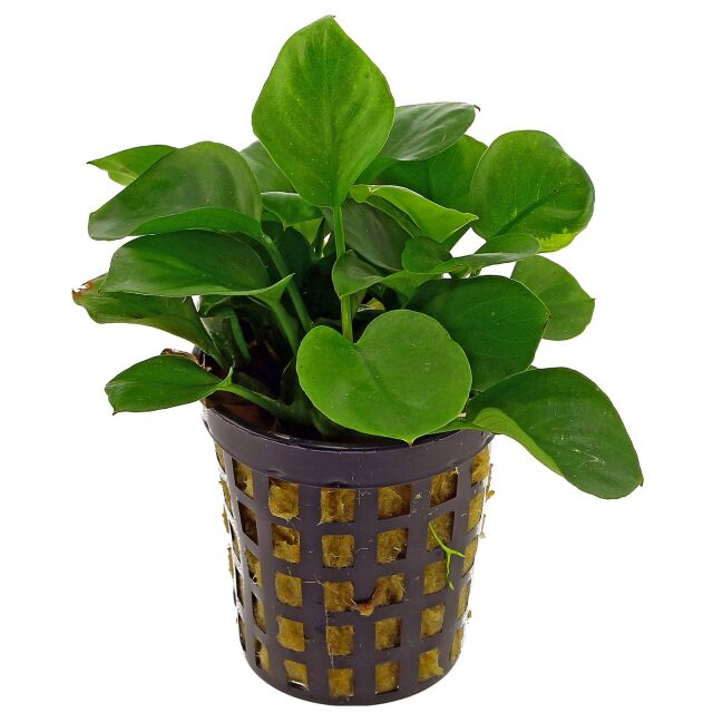 Anubias barteri var. nana 'Round Leaf' ('Coin') - Pot