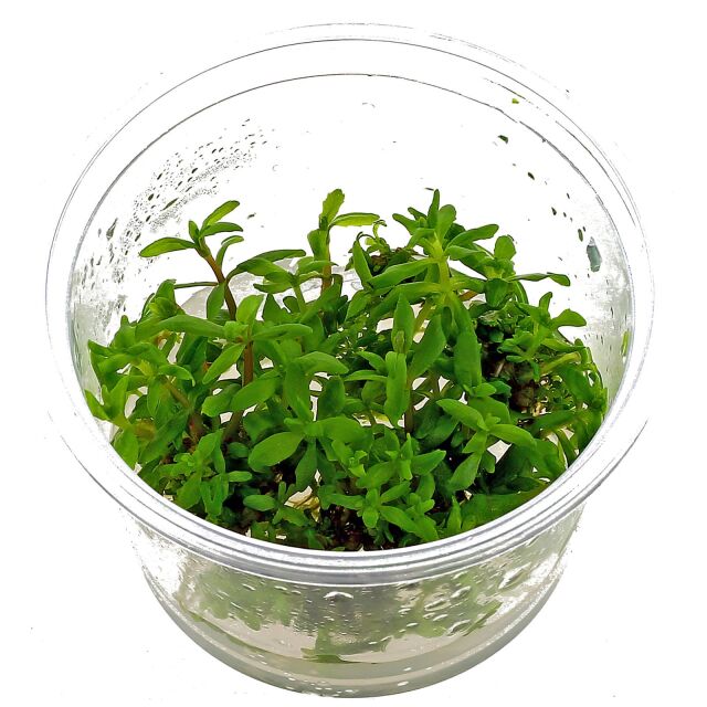 Limnophila sp. &quot;Vietnam&quot;