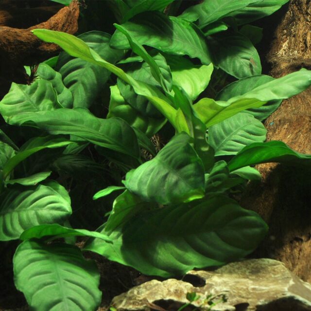 Anubias barteri var. coffeifolia