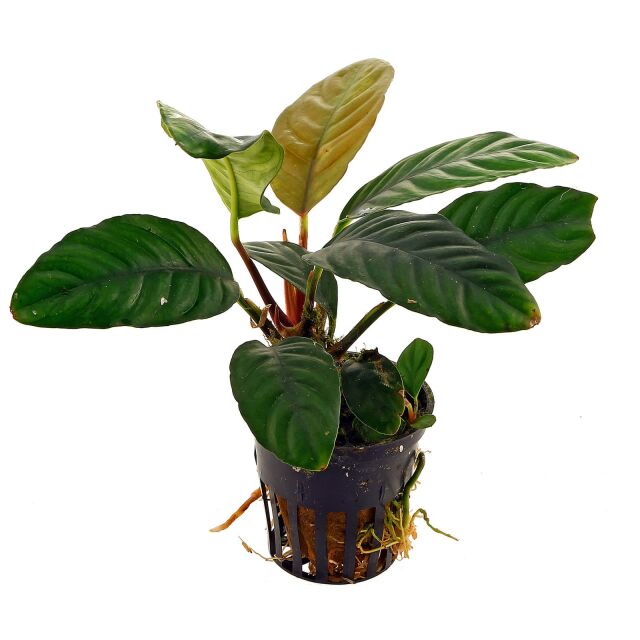 Anubias barteri var. coffeifolia