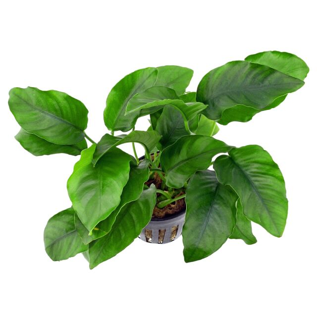 Anubias barteri var. barteri