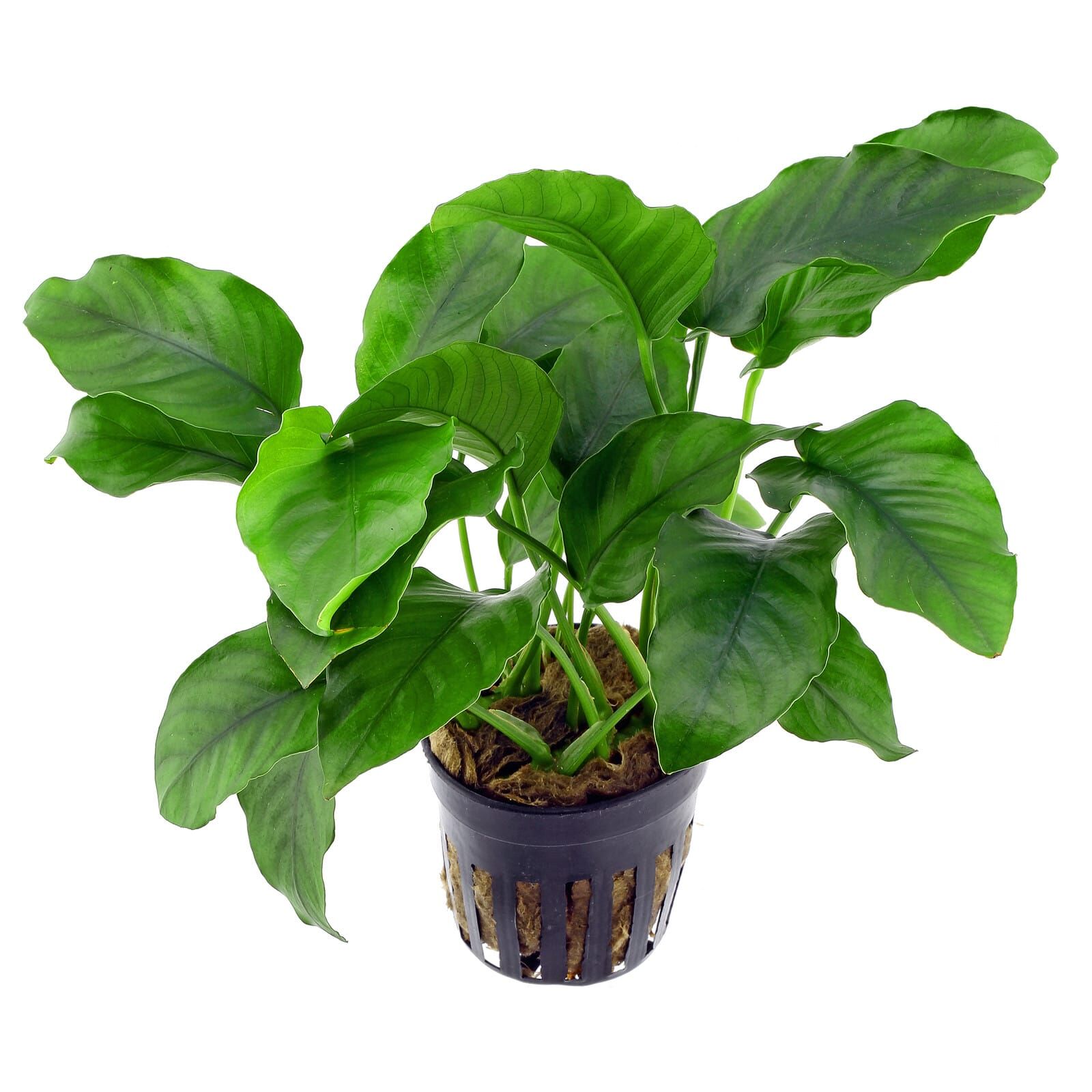 Anubias barteri var. barteri