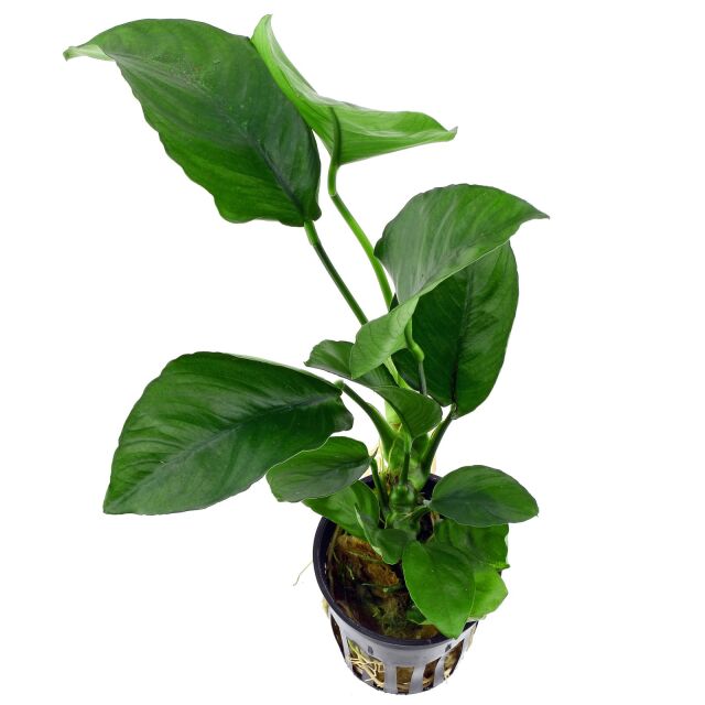 Anubias barteri var. caladiifolia