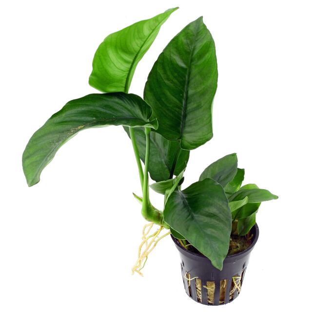 Anubias barteri var. caladiifolia - Pot