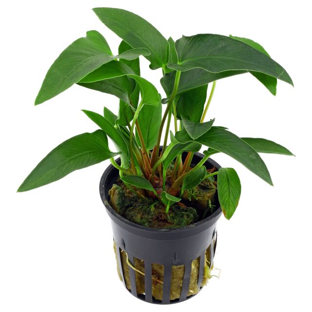Anubias gracilis - Pot