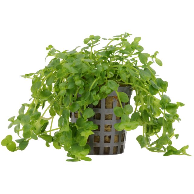 Bacopa australis