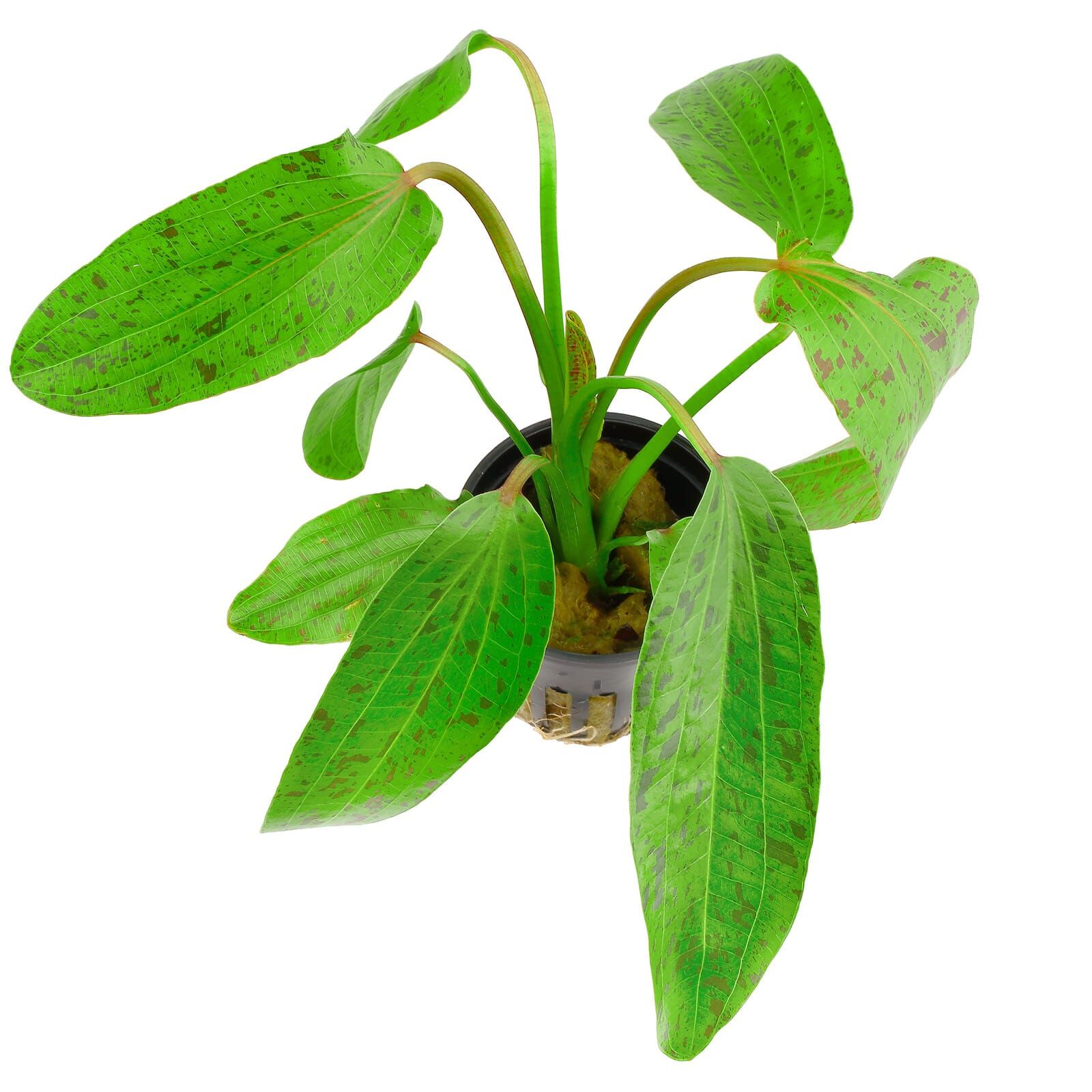 www.aquasabi.com