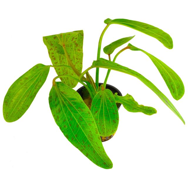 Echinodorus 'Ozelot Green' - Pot