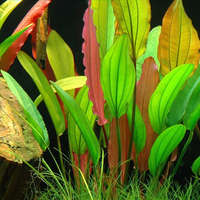 Echinodorus 'Red Diamond' - Pot | Aquasabi - Aquascaping Shop