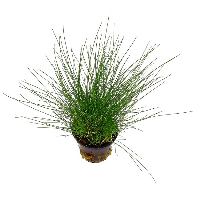 <b>Eleocharis pusilla (parvula)</b><br />Dwarf hairgrass