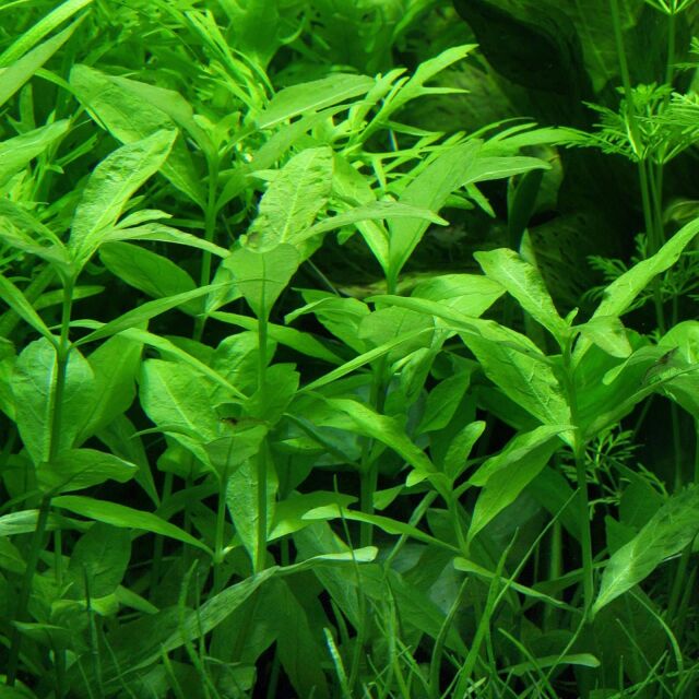 Hygrophila polysperma