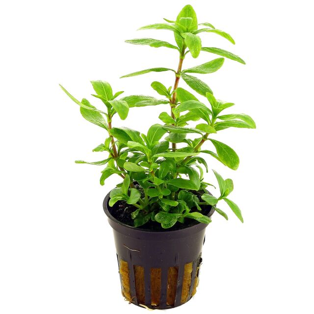 Hygrophila polysperma - Pot