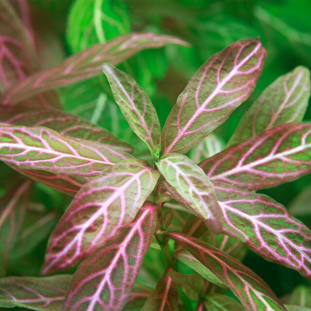 Hygrophila polysperma 'Rosanervig'