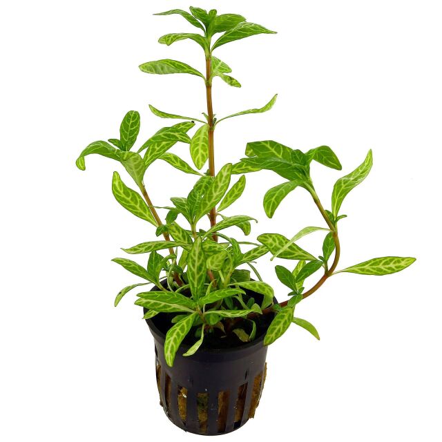 Hygrophila polysperma 'Rosanervig' - Pot