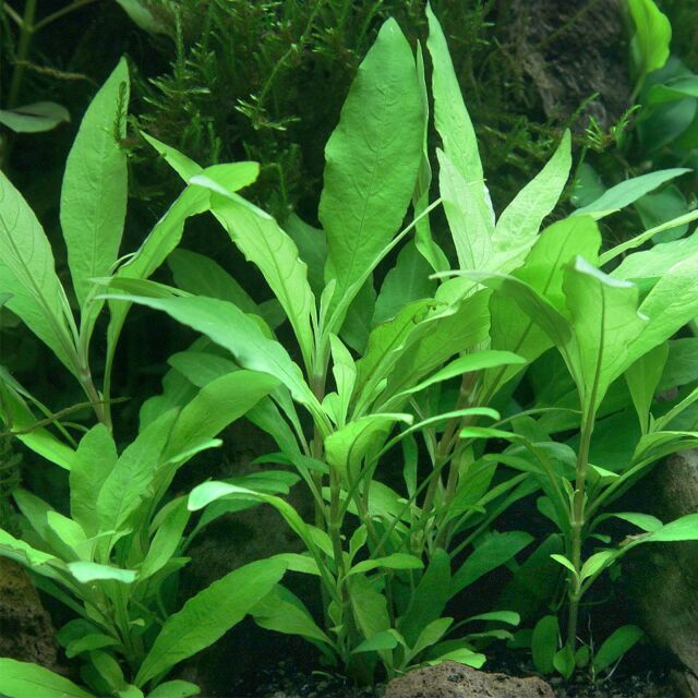 Hygrophila corymbosa 'Siamensis 53B'