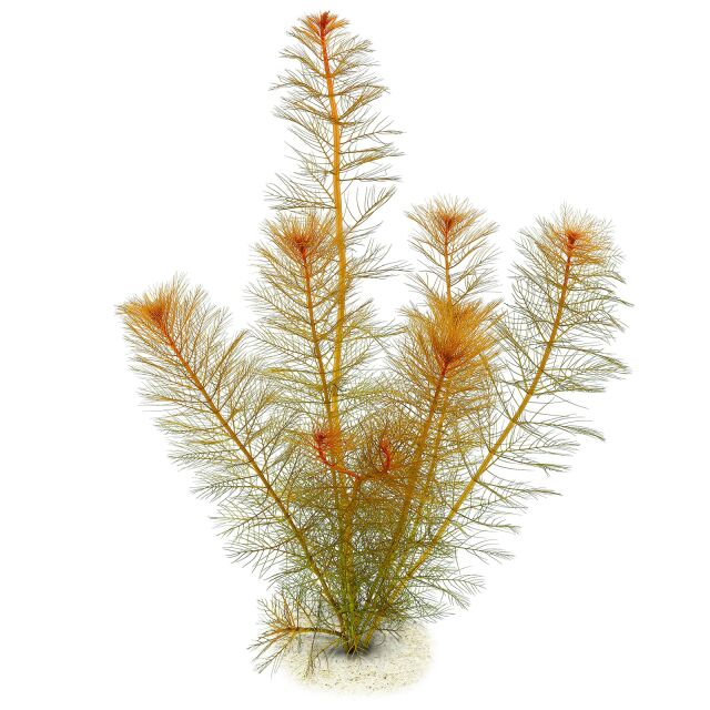 Myriophyllum tuberculatum