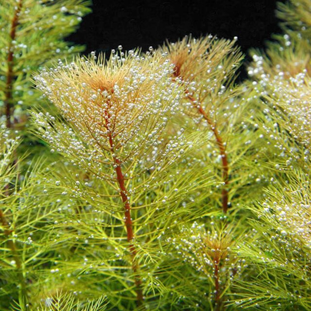 Myriophyllum tuberculatum