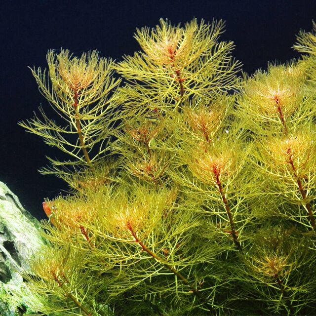 Myriophyllum tuberculatum