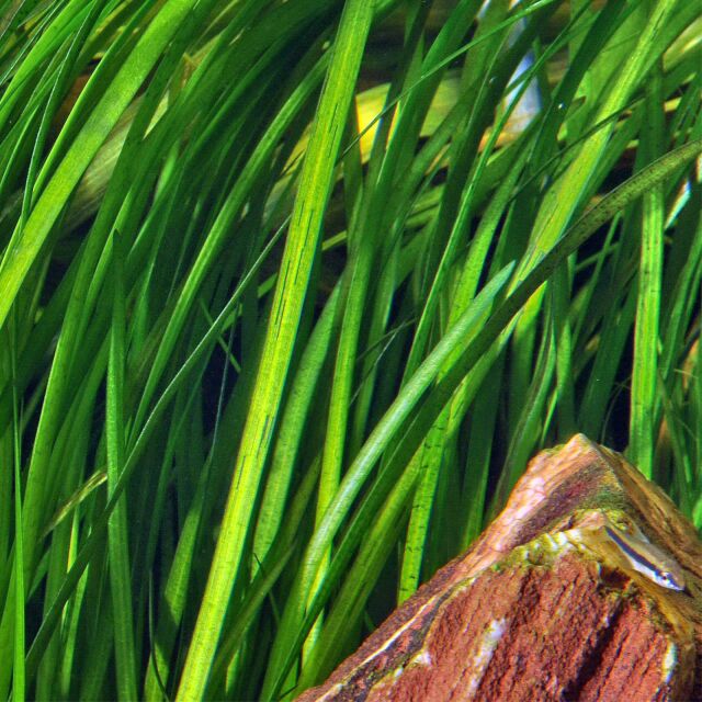 Vallisneria nana "Tiger"