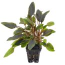 Cryptocoryne walkeri "Lutea"