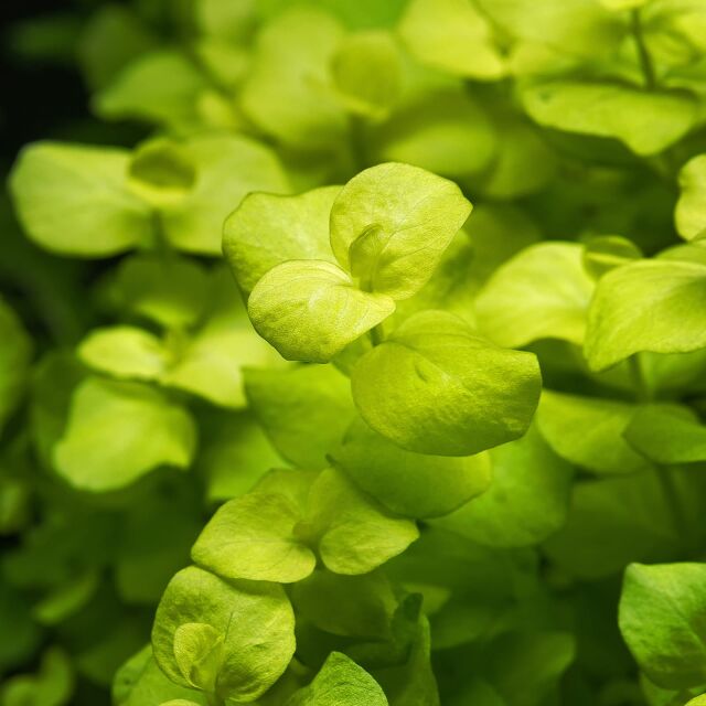 Lysimachia nummularia 'Aurea'