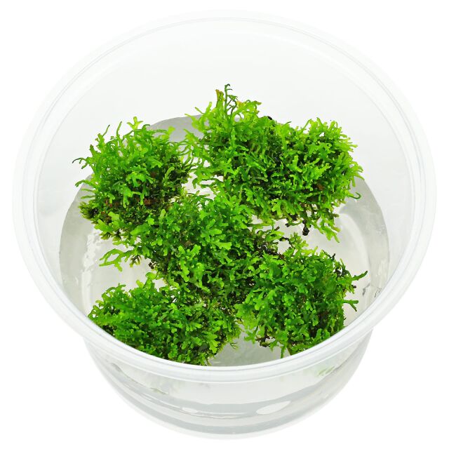 Vesicularia sp. Mini Christmas Moss - in Vitro