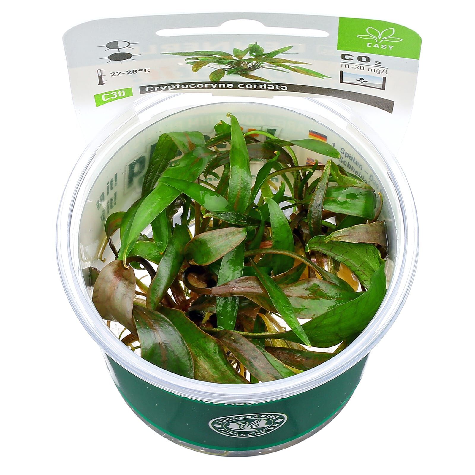 Cryptocoryne cordata var. siamensis