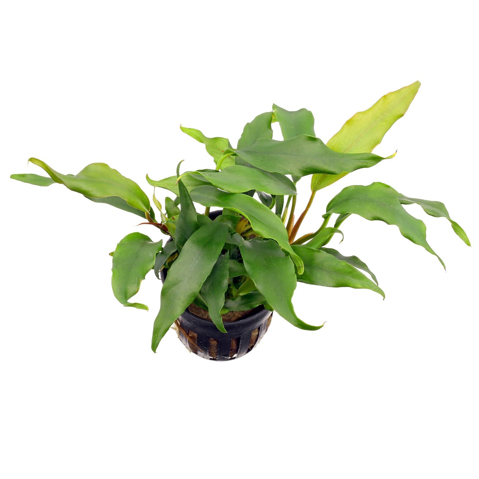 Anubias barteri var. glabra (&quot;minima&quot;)