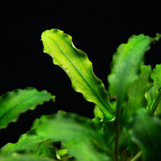 Bucephalandra pygmaea &quot;Bukit Kelam / Sintang&quot;