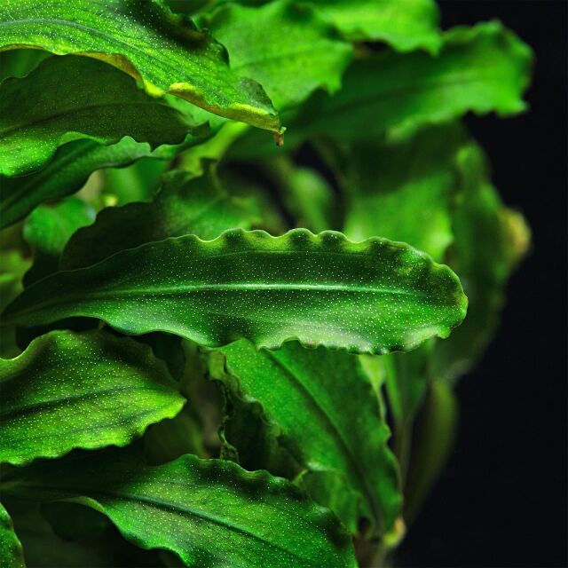 Bucephalandra pygmaea &quot;Bukit Kelam / Sintang&quot;