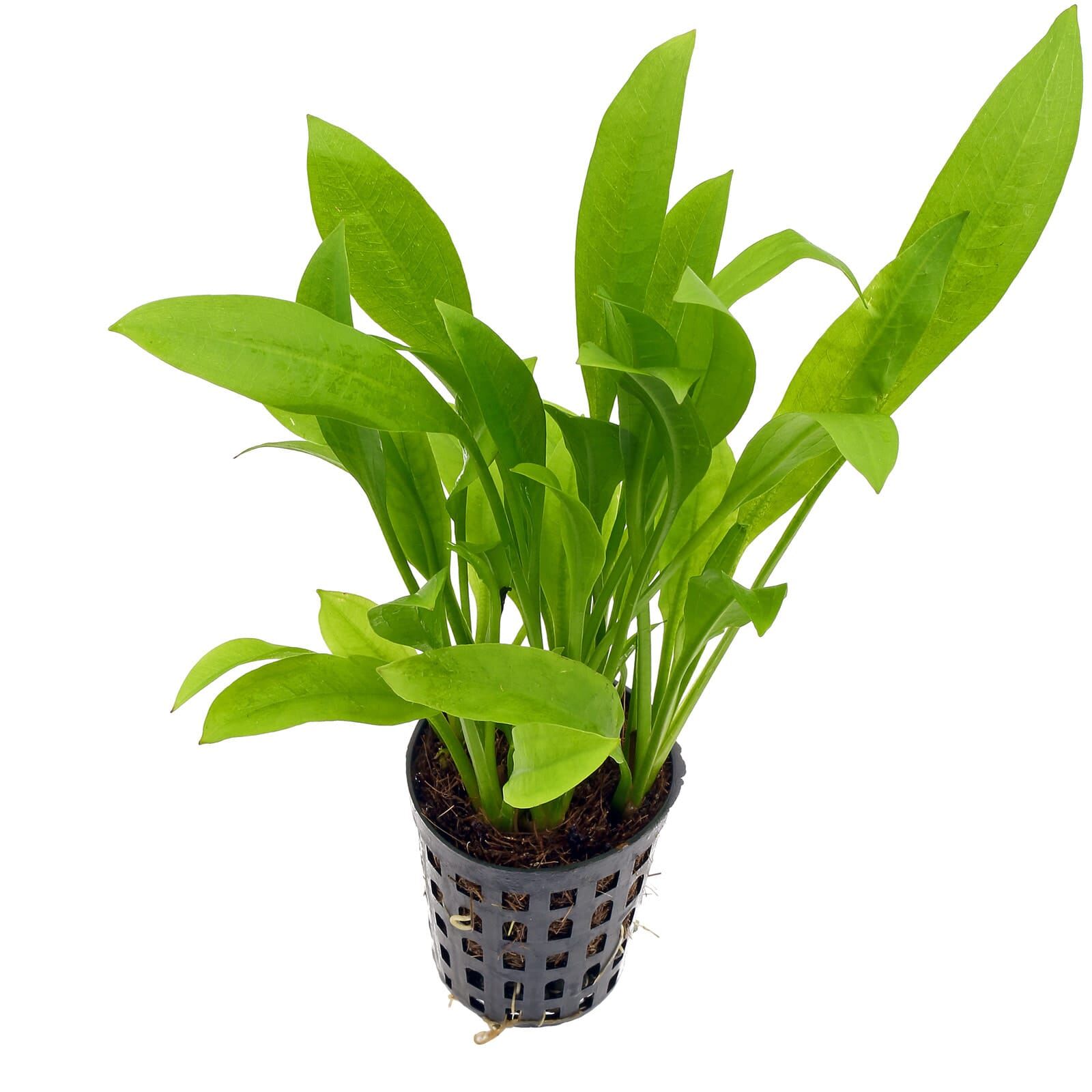 Echinodorus grisebachii 'Amazonicus' - Pot | Aquasabi