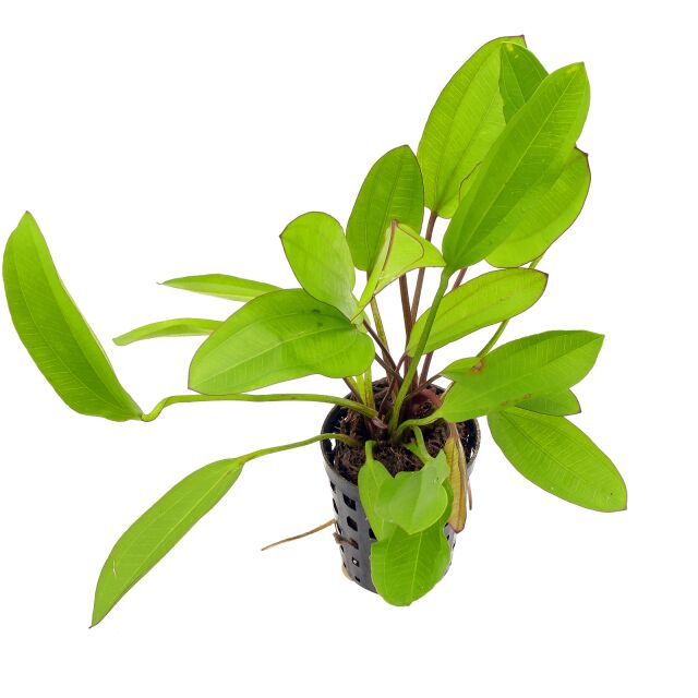 Echinodorus 'Green Cham&auml;leon' - Pot